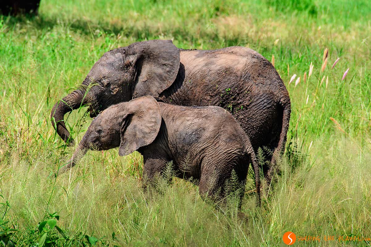 La casa de los elefantes │ Visitar Tanzania Safari en el Parque Nacional de Tarangire La casa de los elefantes │ Visitar Tanzania Safari en el Parque Nacional de Tarangire