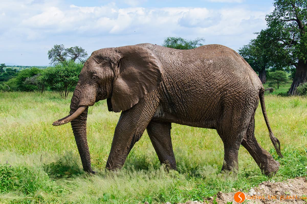 Un elefante lleno de barro │ Parque Nacional de Tarangire Un elefante lleno de barro │ Parque Nacional de Tarangire