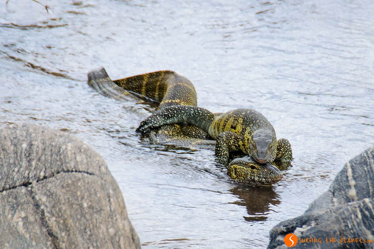 Lagartos en el Parque Nacional de Tarangire | Viaje a Tanzania Lagartos en el Parque Nacional de Tarangire | Viaje a Tanzania