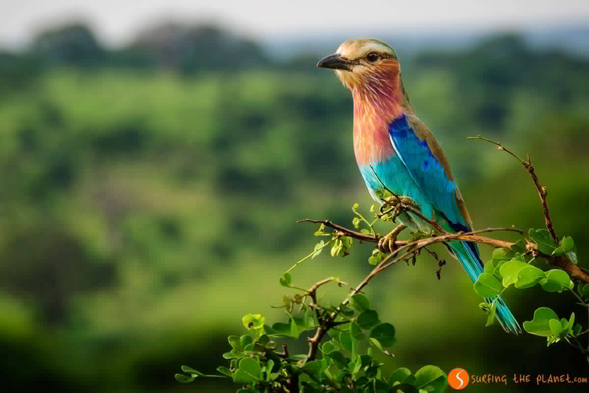 Pájaro de colores en el Parque Tarangire | Viajar a Tanzania Pájaro de colores en el Parque Tarangire | Viajar a Tanzania
