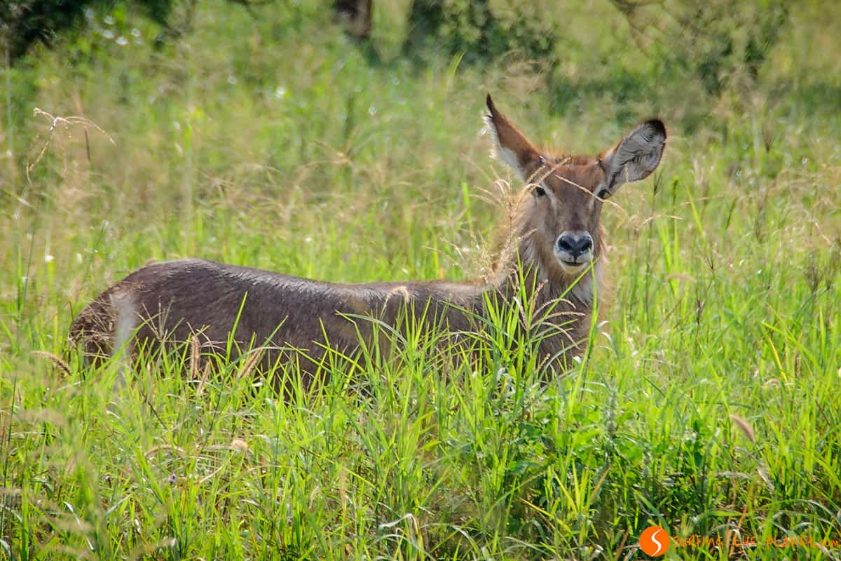 Antilope de agua │ Visitar Tanzania Antilope de agua │ Visitar Tanzania