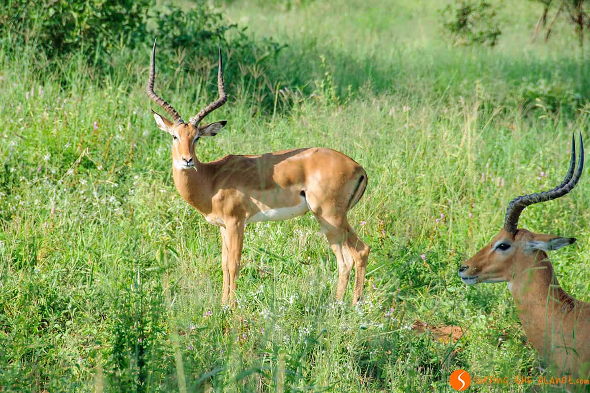 A couple of male impalas - Tarangire National Park
