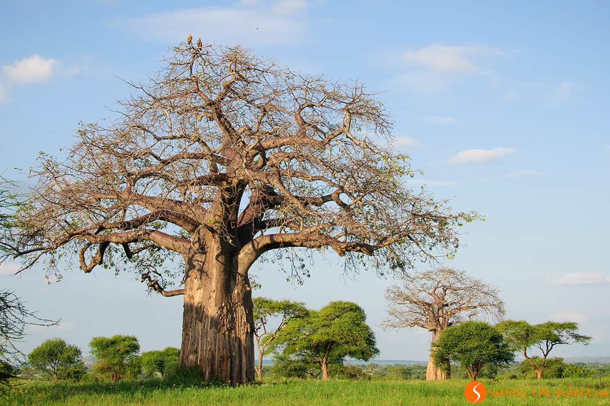 Un árbol baobab con águilas encima │ Parque Tarangire Un árbol baobab con águilas encima │ Parque Tarangire