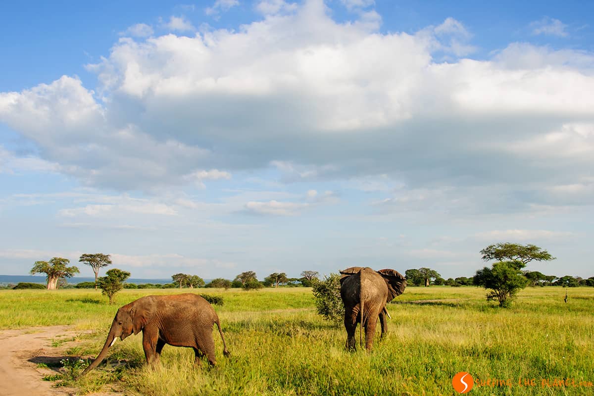 Elefantes en el Parque Nacional de Tarangire │ Visitar Tanzania Elefantes en el Parque Nacional de Tarangire │ Visitar Tanzania