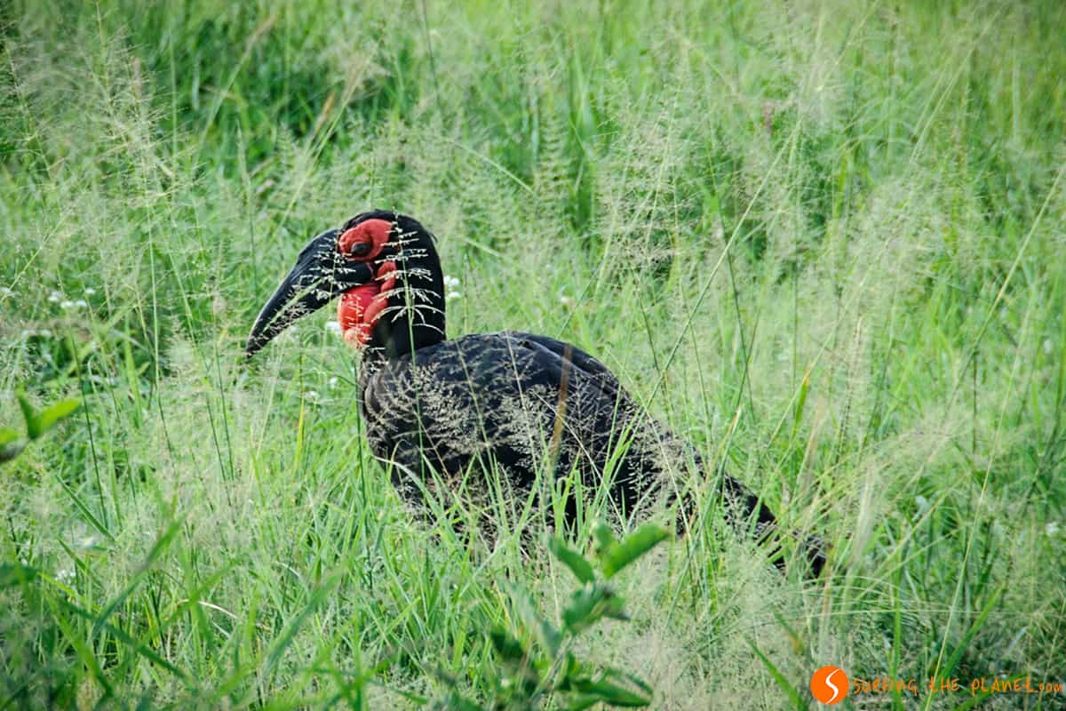 A bird of superstitions in Tarangire Park Tanzania