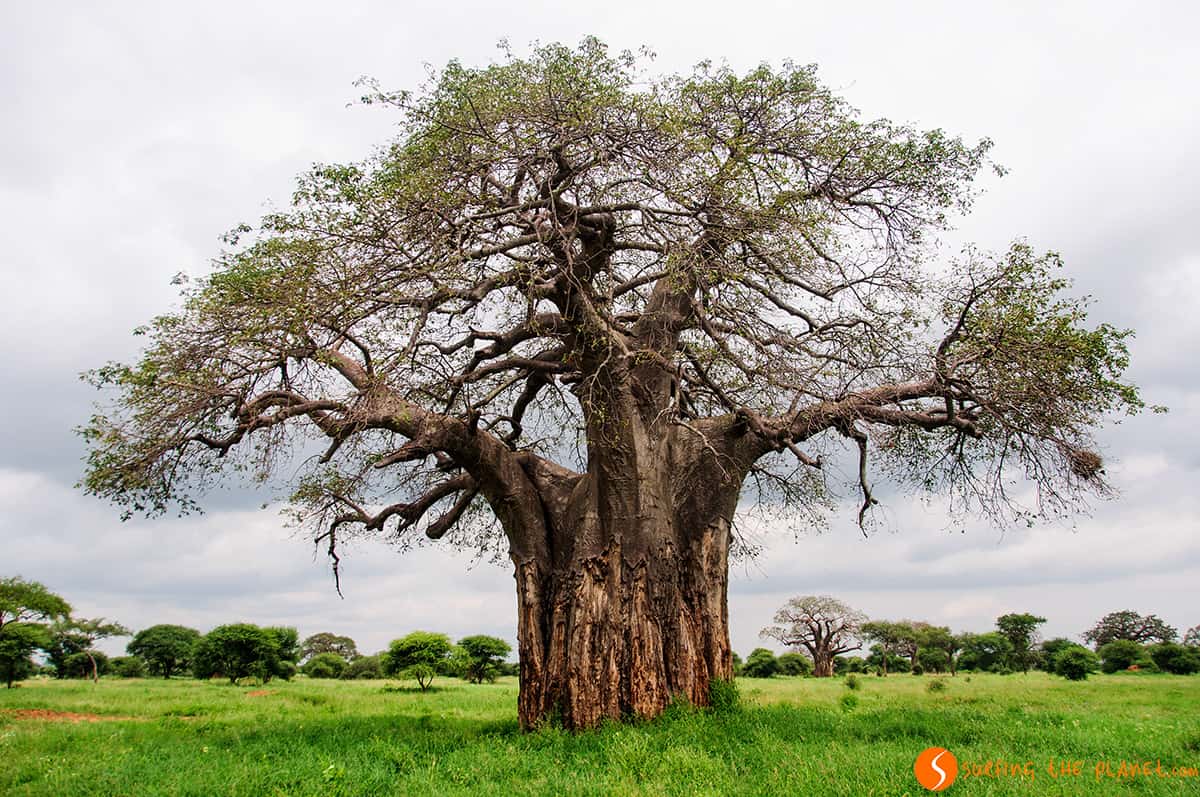 Visitar Tanzania │ Un árbol baobab en el Parque Nacional de Tarangire Visitar Tanzania │ Un árbol baobab en el Parque Nacional de Tarangire