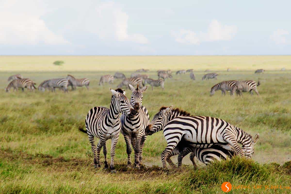 Zebras jugando en el Parque Nacional de Serengeti, Tanzania