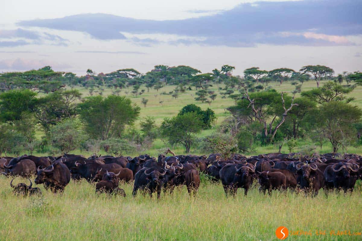 Grupo de búfalos en el Parque Nacional de Tanzania
