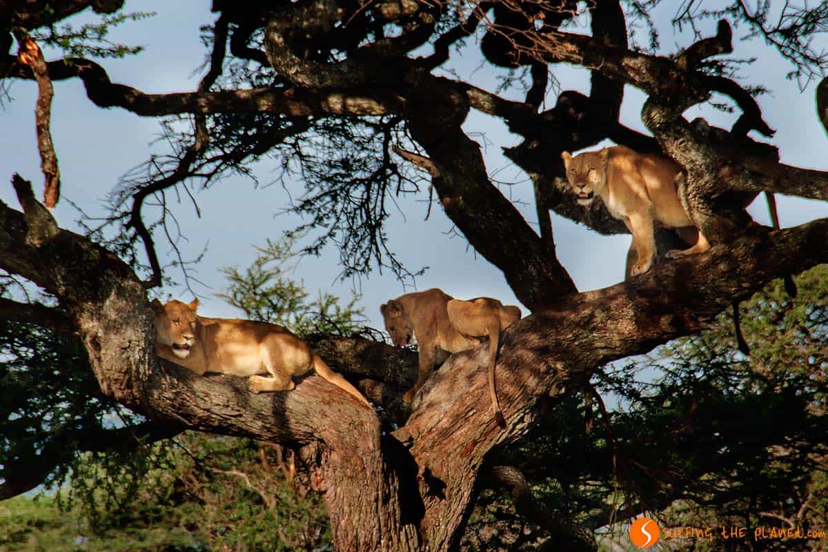Leones trepadores en el Parque Nacional de Serengeti, Tanzania
