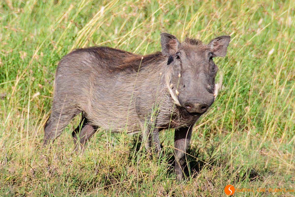 El facóquero en el Parque Nacional de Serengeti, Tanzania