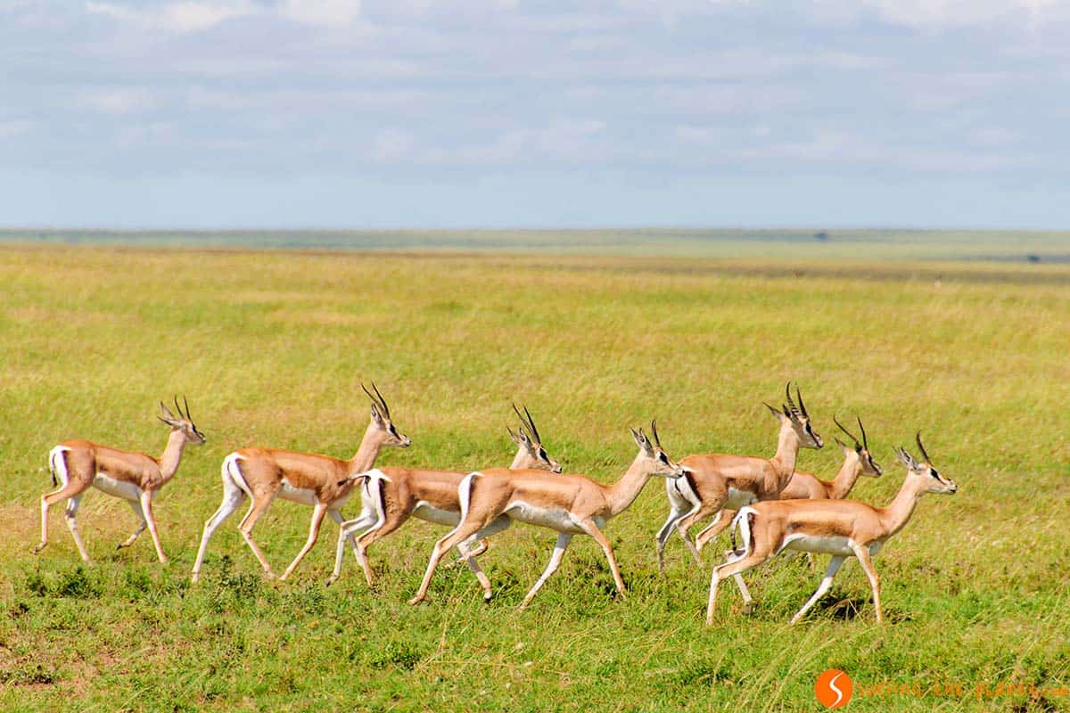 Gacelas caminando por el Parque Nacional de Serengeti, Tanzania