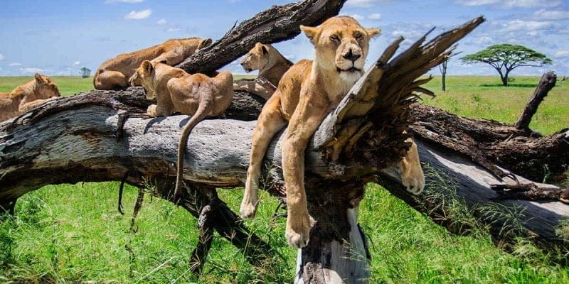 Leones en un árbol, Parque Nacional de Serengeti, Tanzania