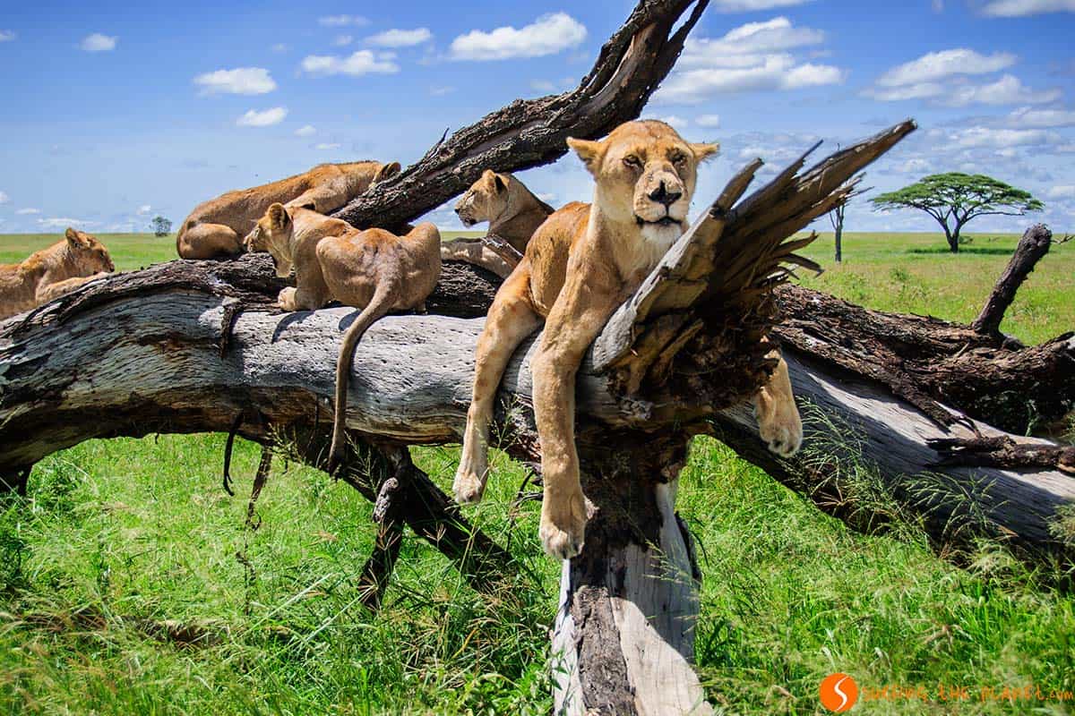 Leones en un árbol, Parque Nacional de Serengeti, Tanzania