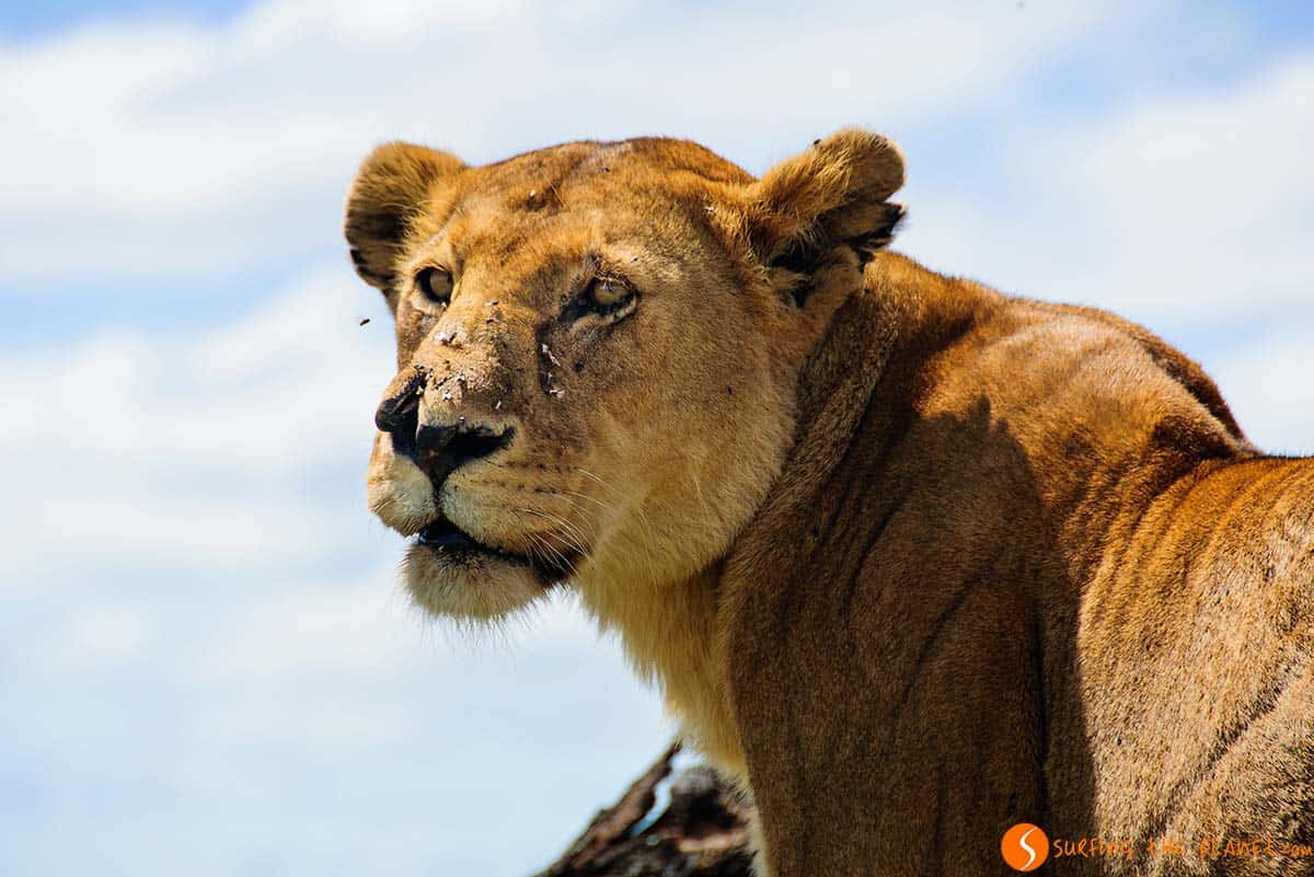 Lion portrait in Serengeti National Park | Visiting Tanzania