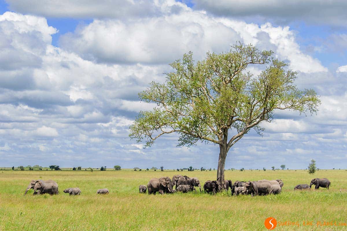 Elephant meeting in Serengeti National Park | Visiting Tanzania