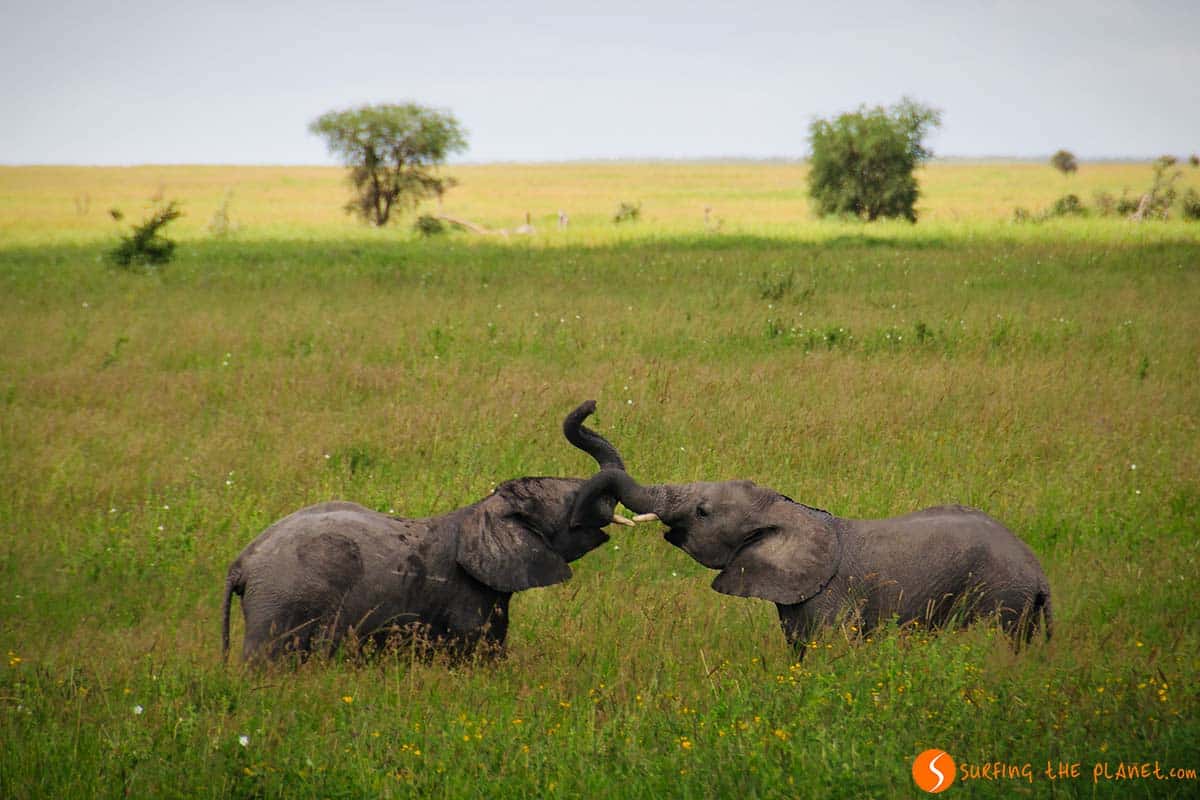 Elefantes peleando en el Parque Nacional de Serengeti, Tanzania