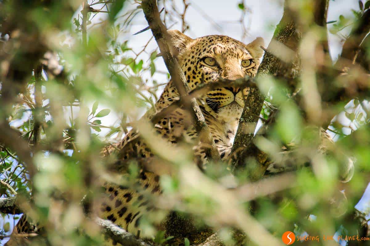 Leopardo escondido en el Parque Nacional de Serengeti, Tanzania