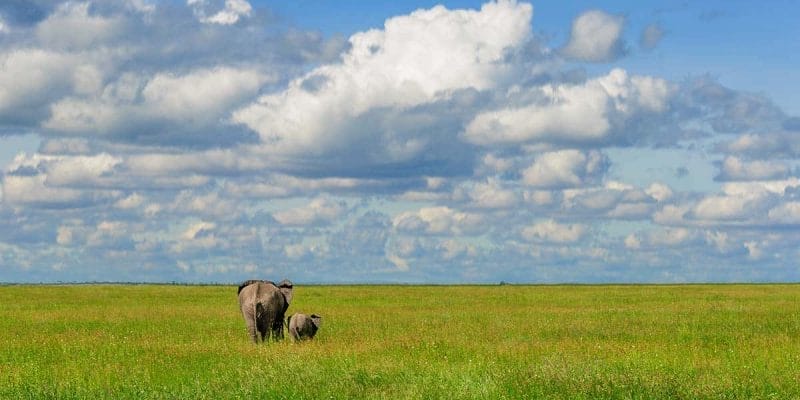 Madre elefante y su cría en el Parque Nacional de Serengeti, Tanzania