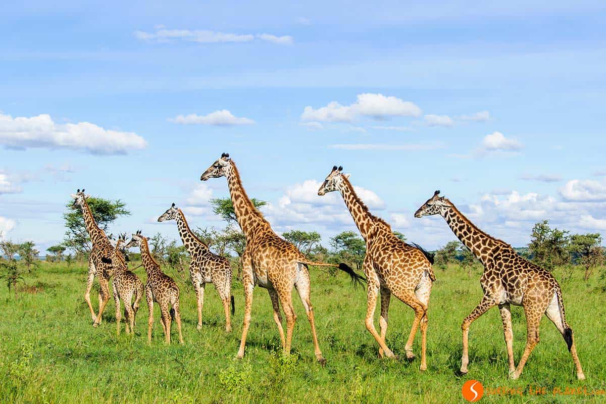 Giraffes walking in Serengeti National Park | Visiting Tanzania Giraffes walking in Serengeti National Park | Visiting Tanzania
