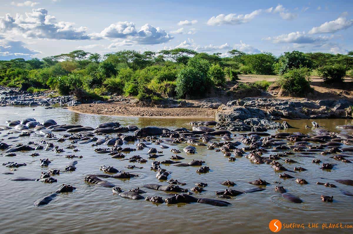 Hipopotamos en el Parque Nacional de Serengeti, Tanzania