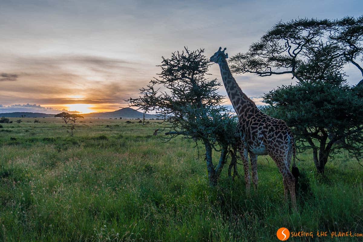 Giraffe and sunset in Serengeti National Park | Tanzania destination Giraffe and sunset in Serengeti National Park | Tanzania destination