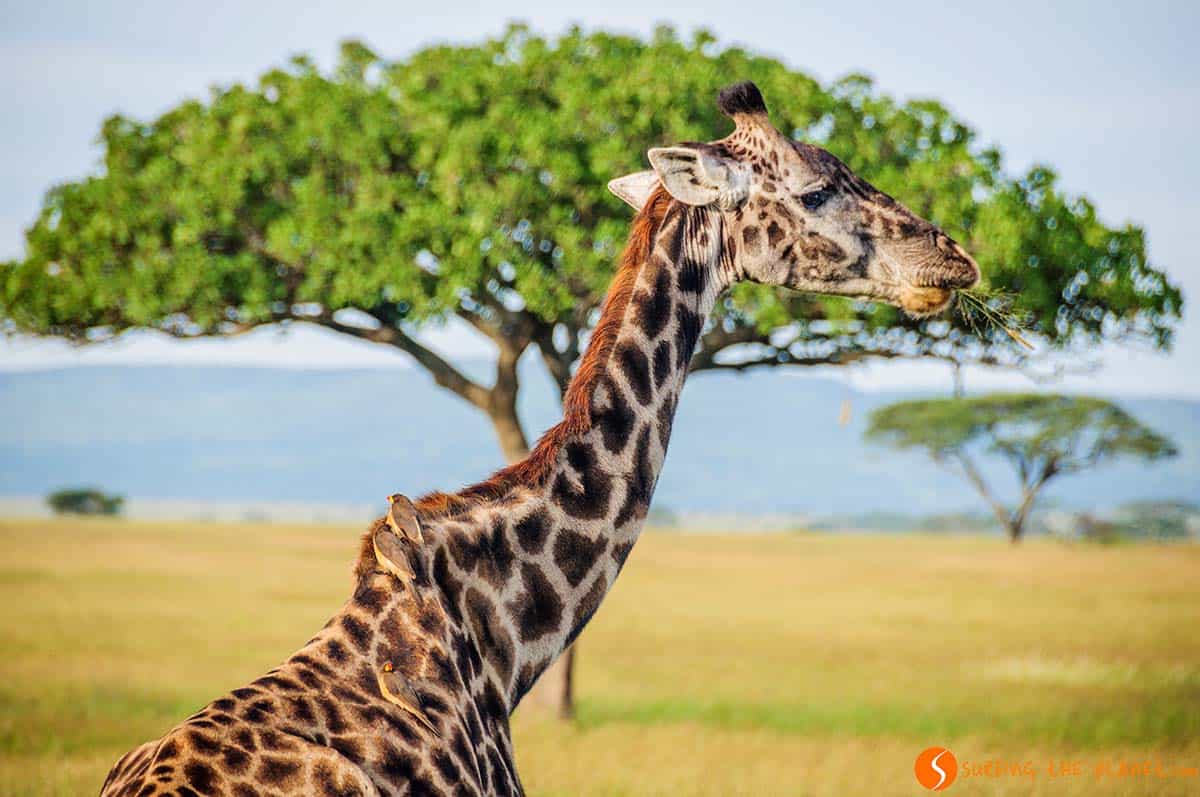 Jirafa en Parque Nacional de Serengeti, Tanzania