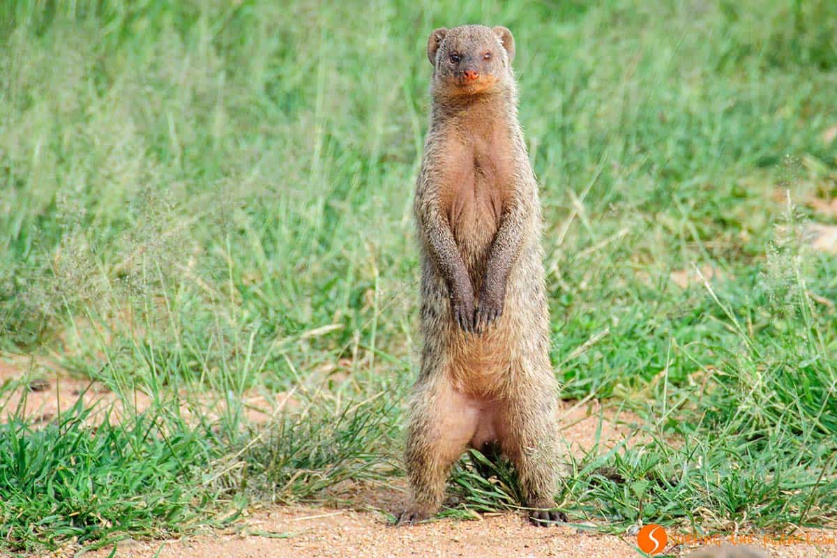 Suricata en el Parque Nacional de Serengeti, Tanzania