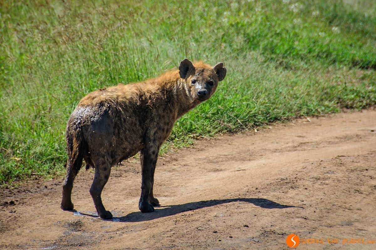 Hiena en el Parque Nacional de Serengeti, Tanzania