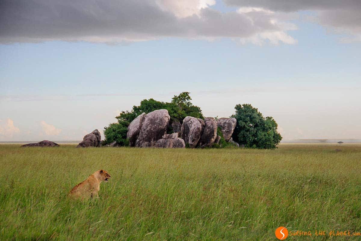 León preparado para cazar, Parque Nacional de Serengeti, Tanzania