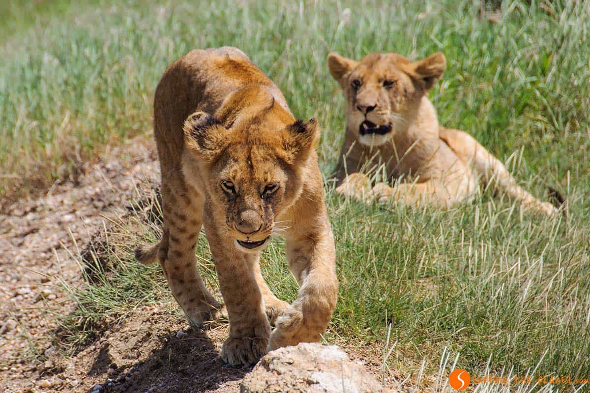 Cachorros de león en el Parque Nacional de Serengeti, Tanzania