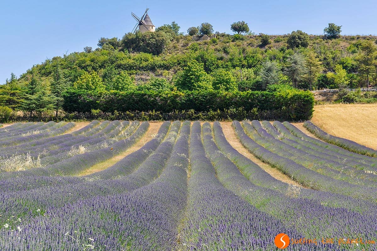 Campo de Lavanda cerca de Saint-Michel-de-l’Observatoire | Ruta de la lavanda en la Provenza Campo de Lavanda cerca de Saint-Michel-de-l’Observatoire | Ruta de la lavanda en la Provenza