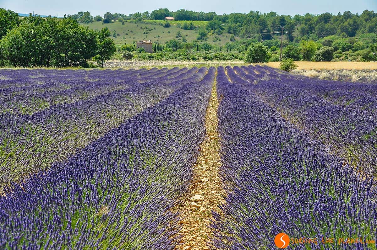 Campo de lavanda cerca de Apt | Ruta de la lavanda en la Provenza Campo de lavanda cerca de Apt | Ruta de la lavanda en la Provenza