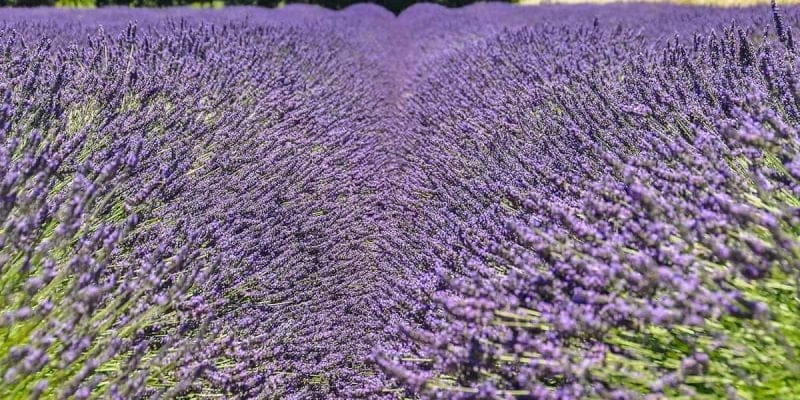 Campo de Lavanda cerca de Grignan | Ruta de la lavanda en la Provenza