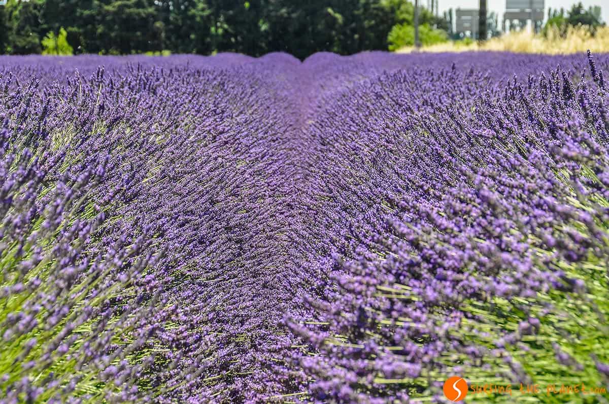 Campo de Lavanda cerca de Grignan | Ruta de la lavanda en la Provenza Campo de Lavanda cerca de Grignan | Ruta de la lavanda en la Provenza