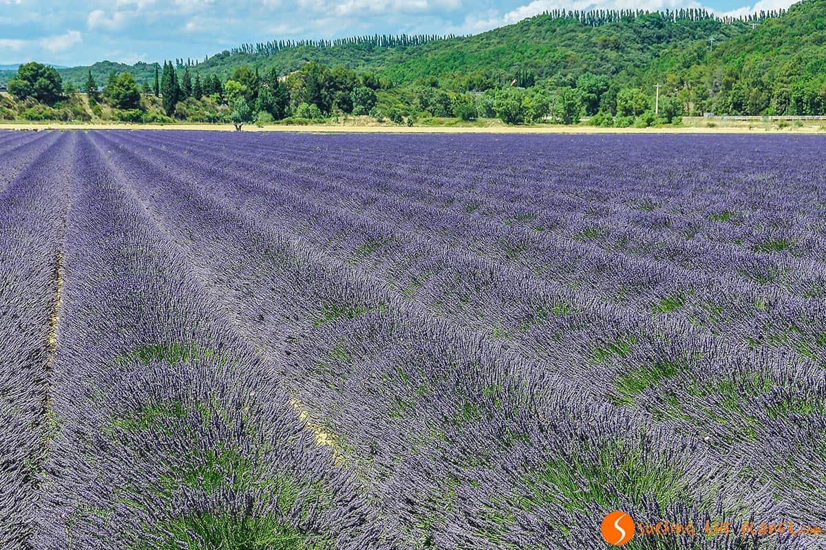 Campo de lavanda en el camino hacia Grignan | Viaje por los campos de lavanda de la Provenza Campo de lavanda en el camino hacia Grignan | Viaje por los campos de lavanda de la Provenza