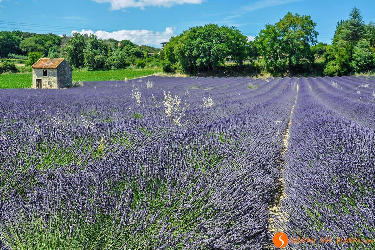 Campo de lavanda en los alrededores de Grignan | Ruta de la lavanda en la Provenza Campo de lavanda en los alrededores de Grignan | Ruta de la lavanda en la Provenza