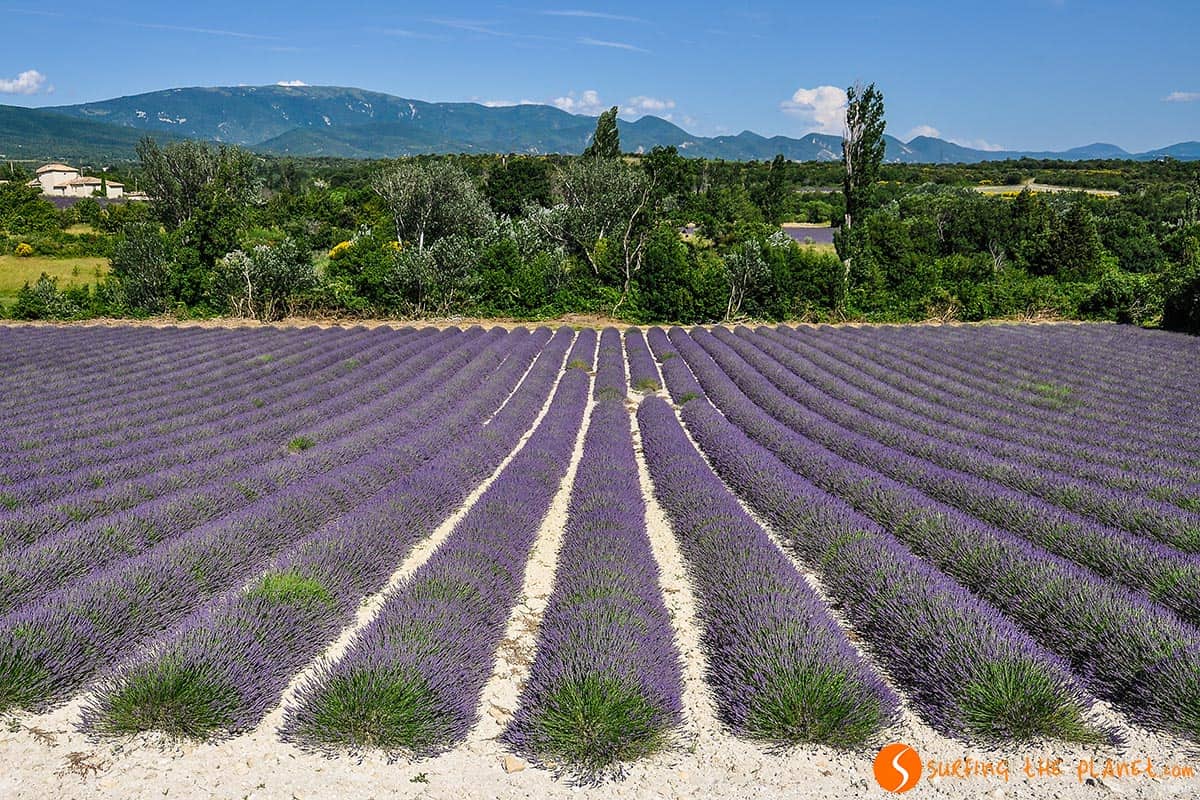 Campo de Lavanda a Sallesousbois | Ruta de la lavanda en la Provenza Campo de Lavanda a Sallesousbois | Ruta de la lavanda en la Provenza