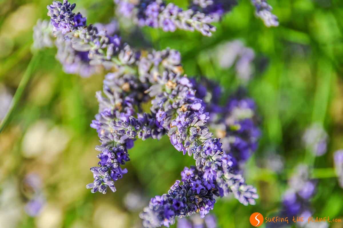 Ruta de la lavanda | Viaje Provenza Ruta de la lavanda | Viaje Provenza