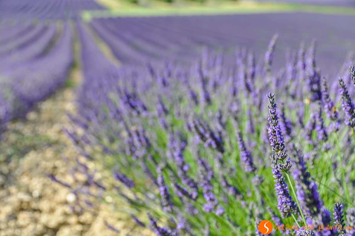 Campo de Lavanda cerca de Réauville | Ruta de la lavanda en la Provenza Campo de Lavanda cerca de Réauville | Ruta de la lavanda en la Provenza
