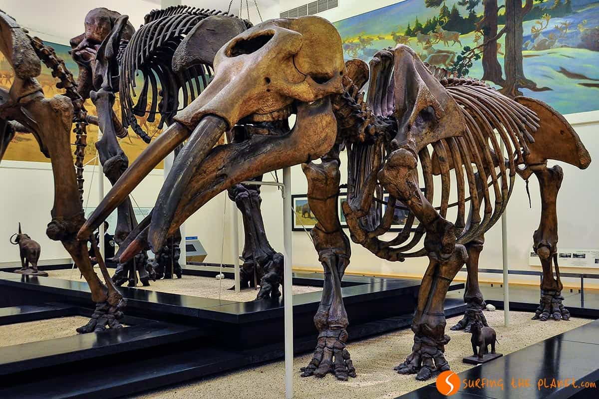 Esqueletos de mamut en Natural History Museum | Los 20 mejores museos de Nueva York Esqueletos de mamut en Natural History Museum | Los 20 mejores museos de Nueva York