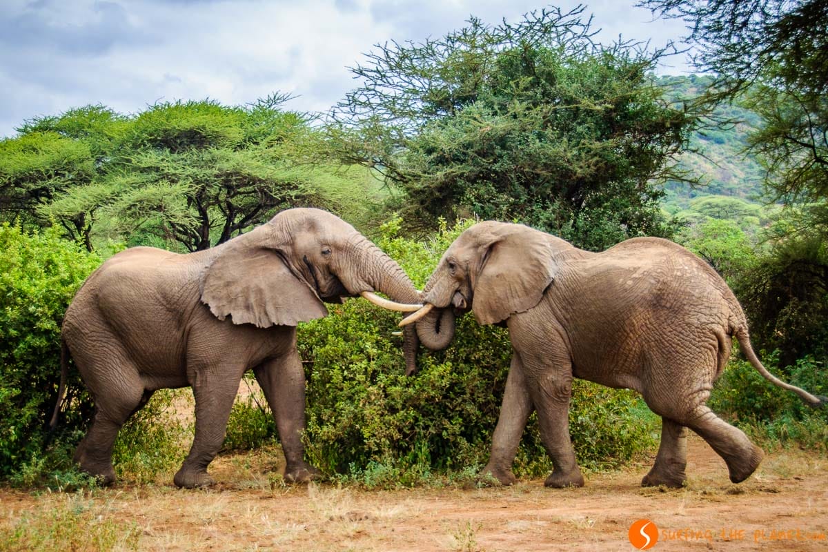 Elefantes luchando, Parque Nacional del Lago Manyara, Tanzania | Safari en Lago Manyara Elefantes luchando, Parque Nacional del Lago Manyara, Tanzania | Safari en Lago Manyara