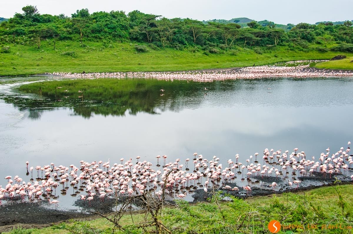 Flamencos, Parque Nacional de Arusha, Tanzania | Qué ver y hacer en Tanzania Flamencos, Parque Nacional de Arusha, Tanzania | Qué ver y hacer en Tanzania