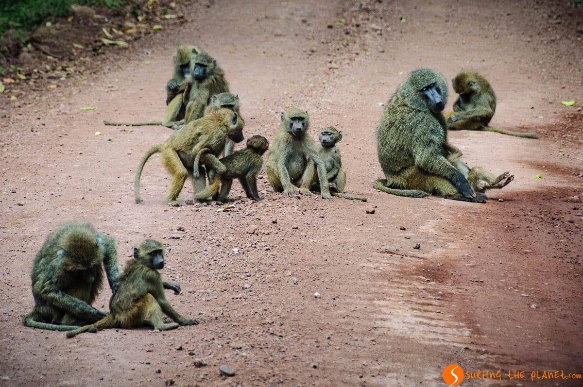 Monos, Parque Nacional del Lago Manyara, Tanzania Monos, Parque Nacional del Lago Manyara, Tanzania