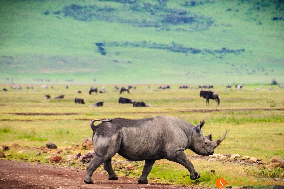 Rinoceronte, Área de Conservación de Ngorongoro, Tanzania Rinoceronte, Área de Conservación de Ngorongoro, Tanzania