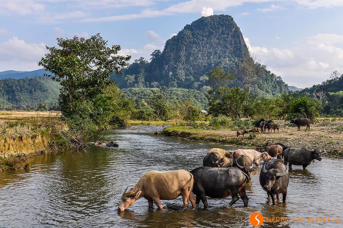 Rural landscape, Muang Ngoi, Laos Rural landscape, Muang Ngoi, Laos