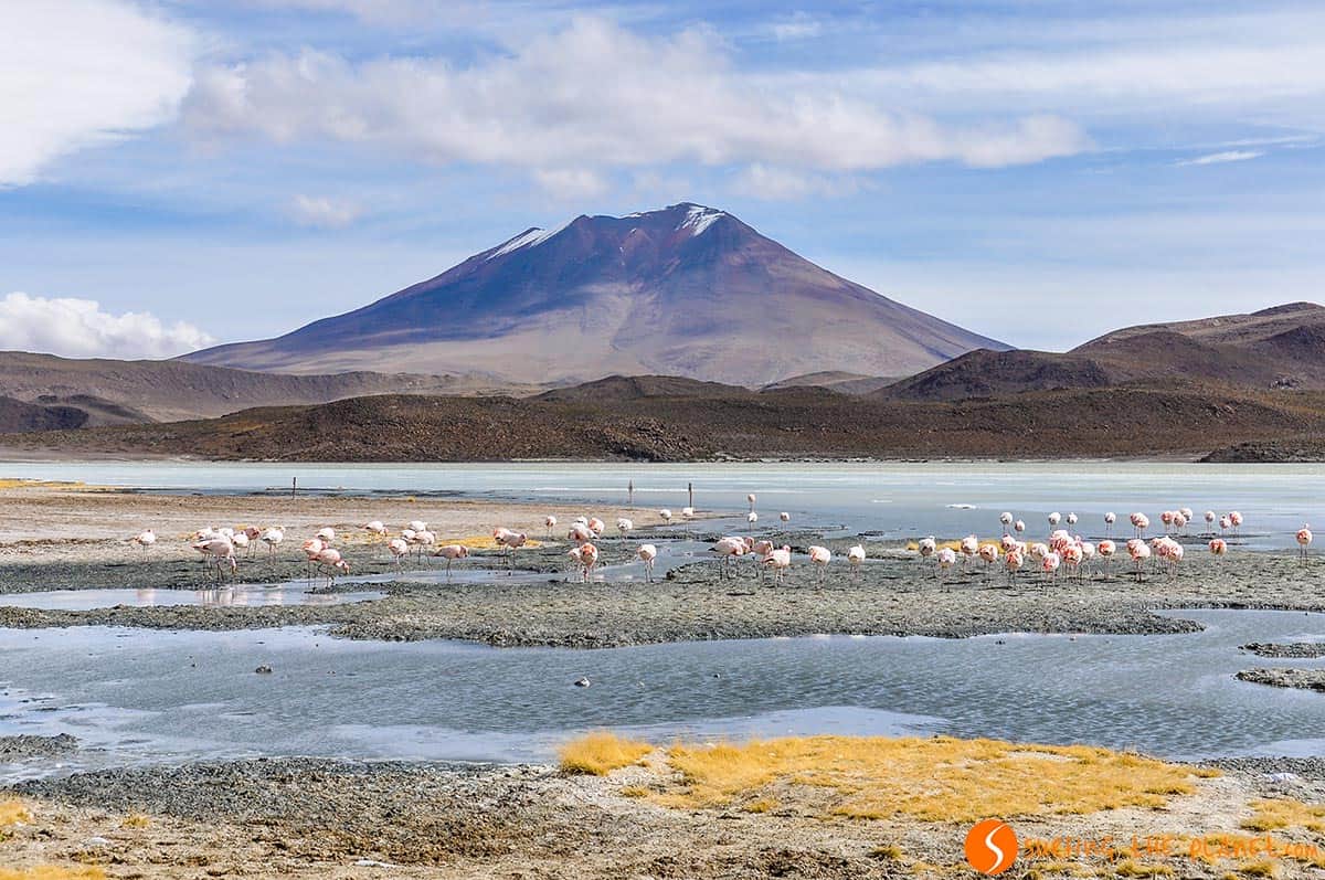 Grupo de flamingos, Altiplano Boliviano, Bolivia Grupo de flamingos, Altiplano Boliviano, Bolivia