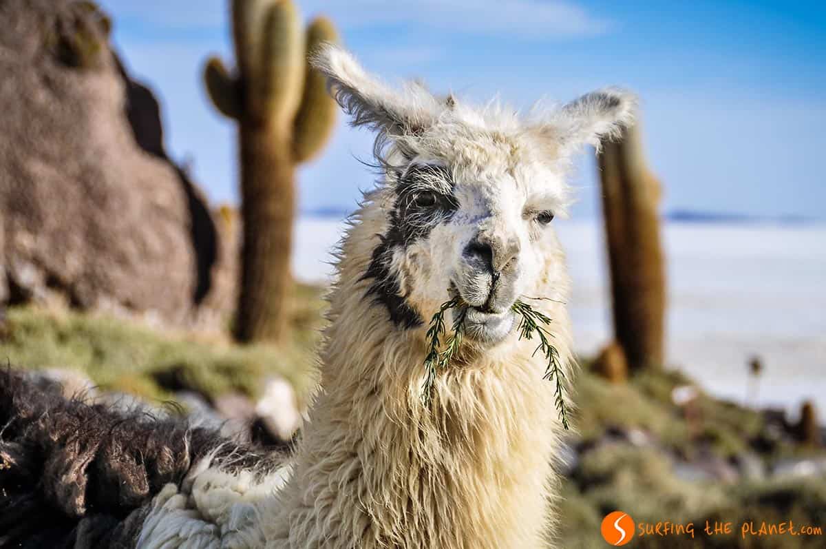 Lama, Salar de Uyuni, Bolivia | Qué ver y hacer en Bolivia Lama, Salar de Uyuni, Bolivia | Qué ver y hacer en Bolivia