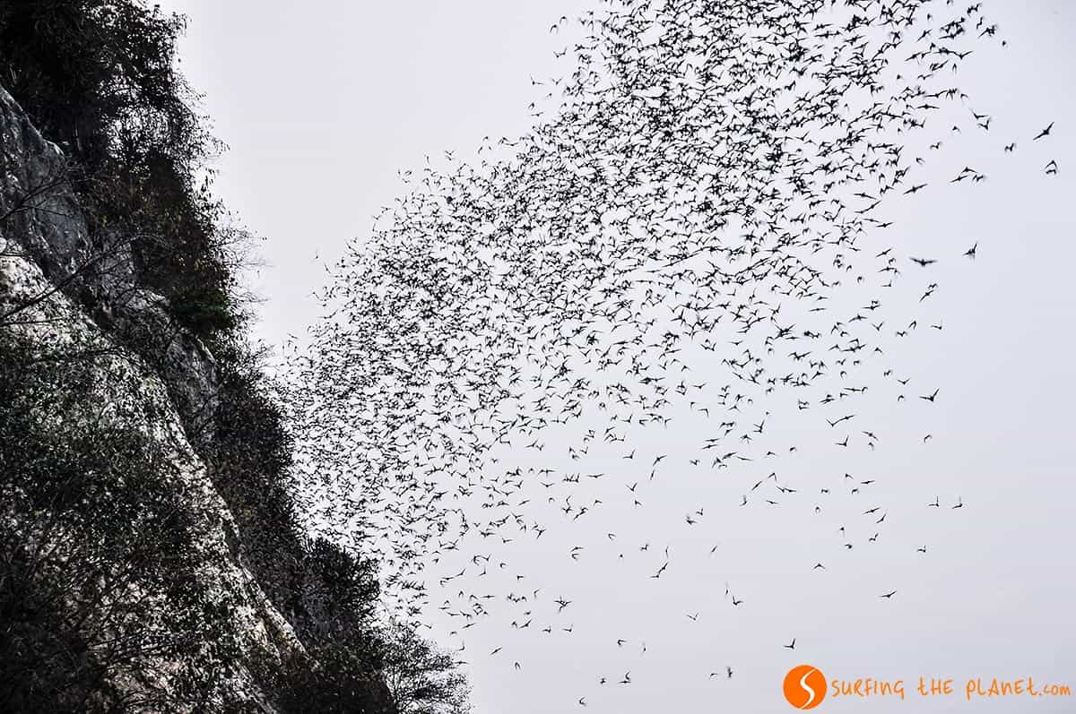 Murciélagos cerca de Battambang, Camboya | Que visitar en Camboya Murciélagos cerca de Battambang, Camboya | Que visitar en Camboya