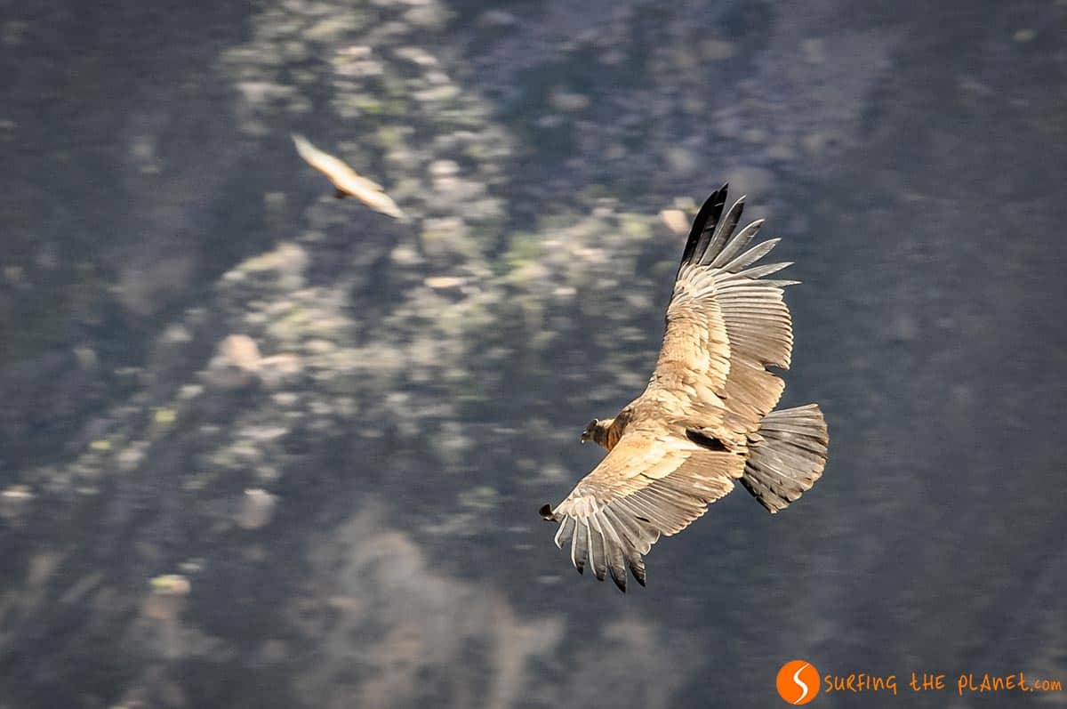 Condor vuela, Cañón del Colca, Peru