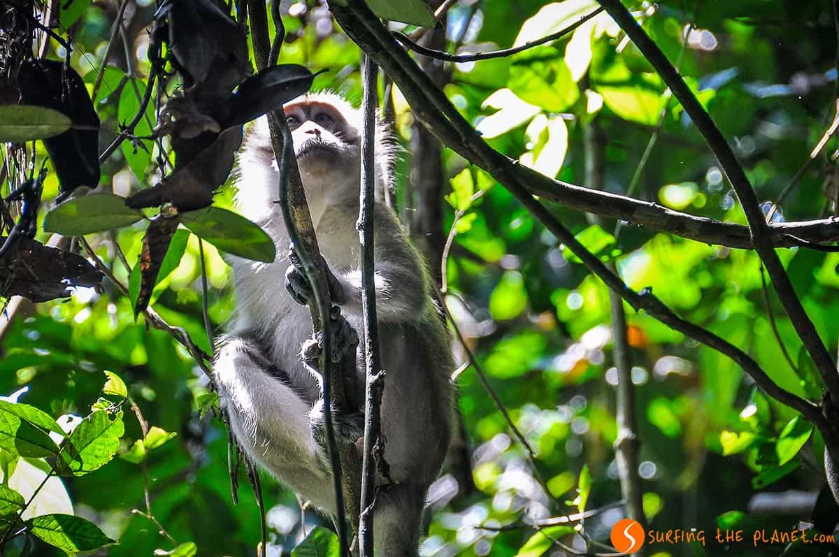 Monkey in the forest, Taman Negara, Malaysia Monkey in the forest, Taman Negara, Malaysia